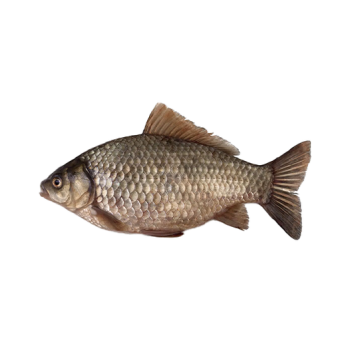 Crucian carp