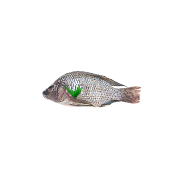 Tilapia