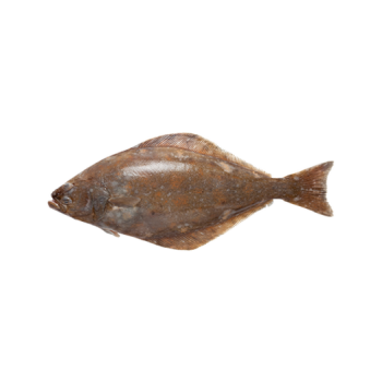 Halibut