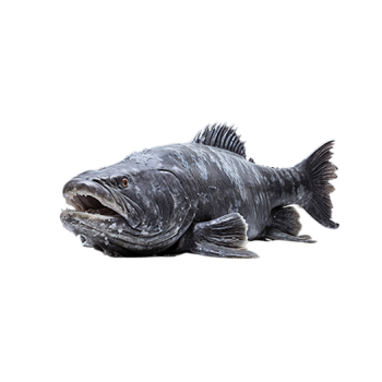 Wolffish