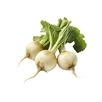 Turnip