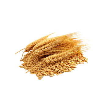Wheat groats