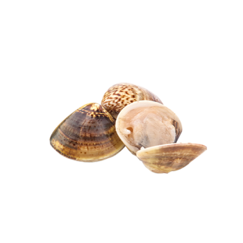 Clam