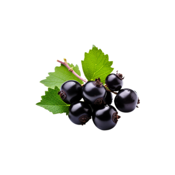 Black currant