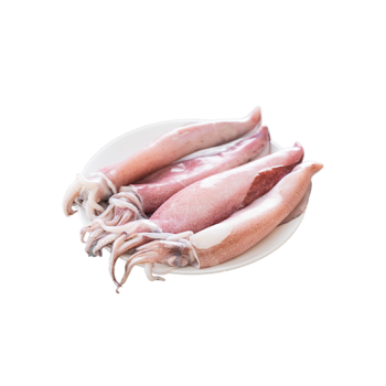 Squid