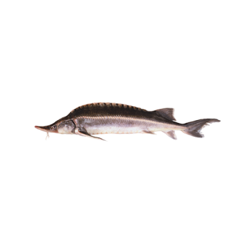 Sturgeon