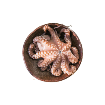 Octopus
