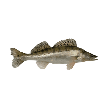 Zander
