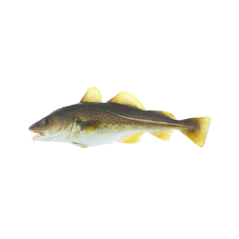Cod