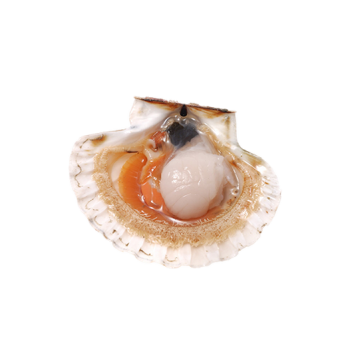 Scallop