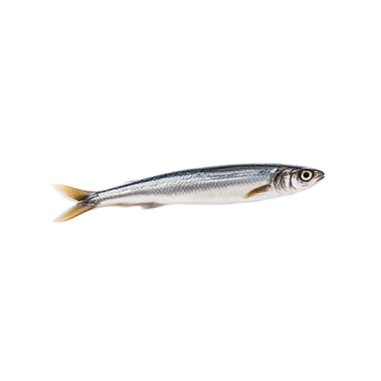 Anchovy