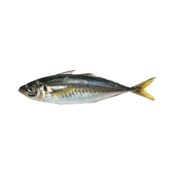 Mackerel