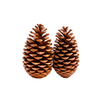 Pine cones
