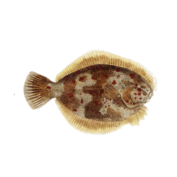 Flounder