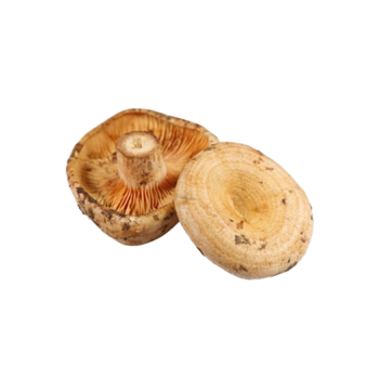 Saffron milk caps