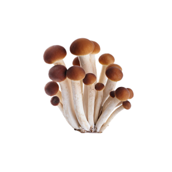 Honey fungus