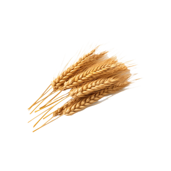 Malt