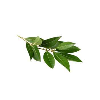 Laurel leaf