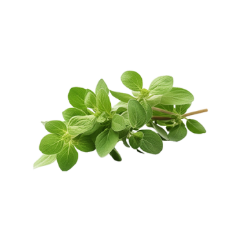 Oregano