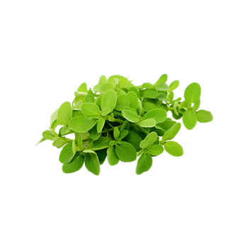 Fresh marjoram