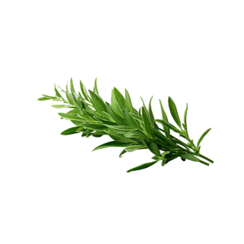 Tarragon