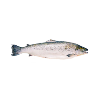 Salmon