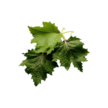 Grape leaves