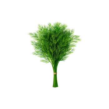 Dill
