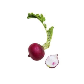 Radish