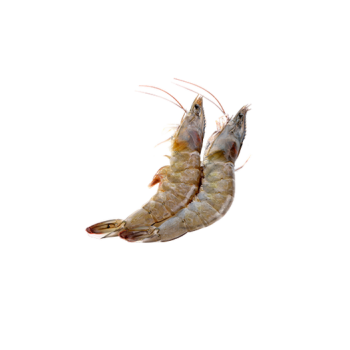 Fresh shrimp