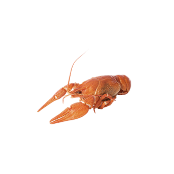 River crayfish