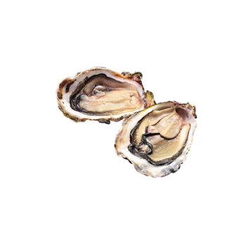Fresh oysters