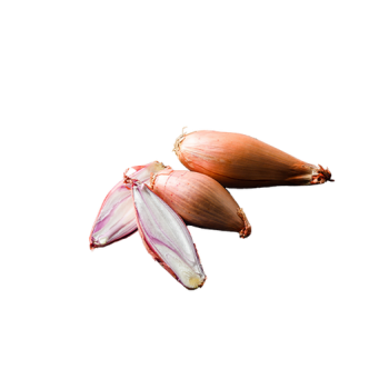 Shallot