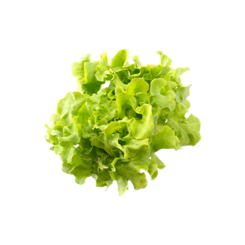 Leaf lettuce