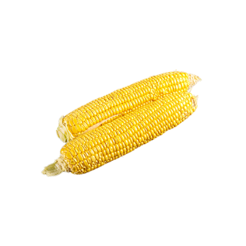Raw sweet yellow field corn