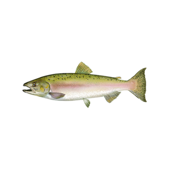 Pink salmon