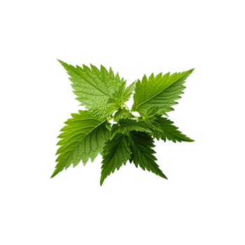 Nettle
