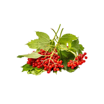 Viburnum