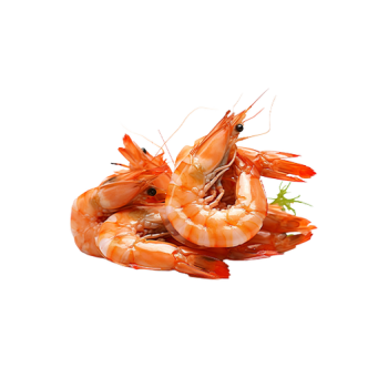 Shrimp