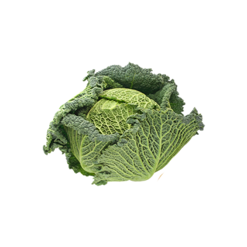 Savoy cabbage