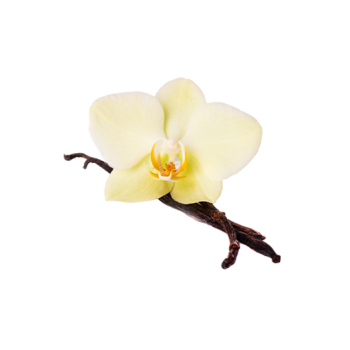 Vanilla