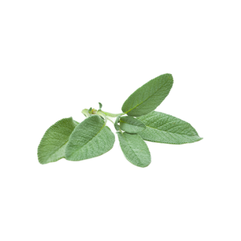 Sage