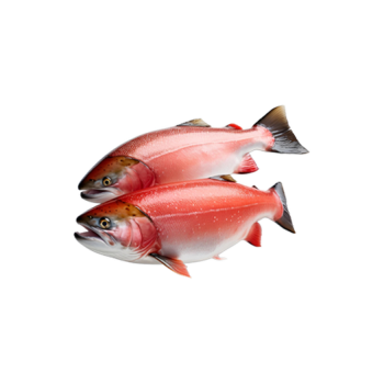 Sockeye salmon