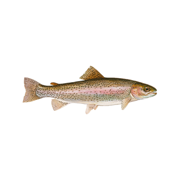 Trout