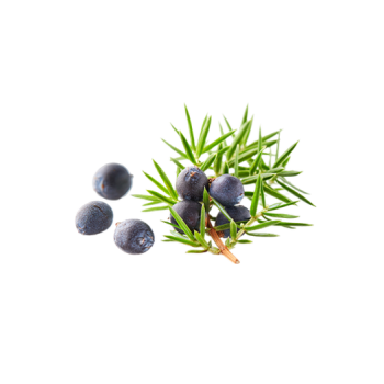 Juniper Berry