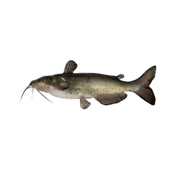Catfish
