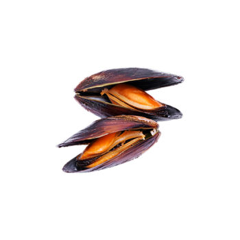 Mussels