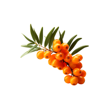 Sea buckthorn