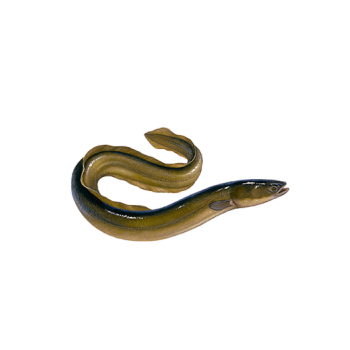 Eel