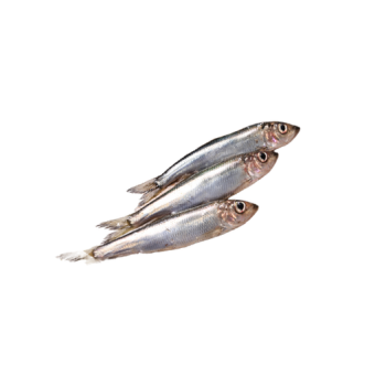 Baltic herring
